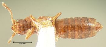 Media type: image; Entomology 6569   Aspect: habitus ventral view